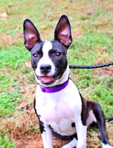 Rapunzel at Wright-Way Rescue
