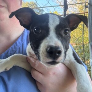 Rapunzel at Wright-Way Rescue
