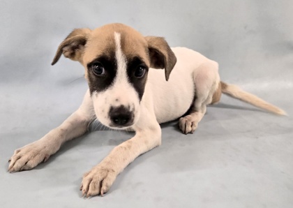 Betty Rubble at Wright-Way Rescue
