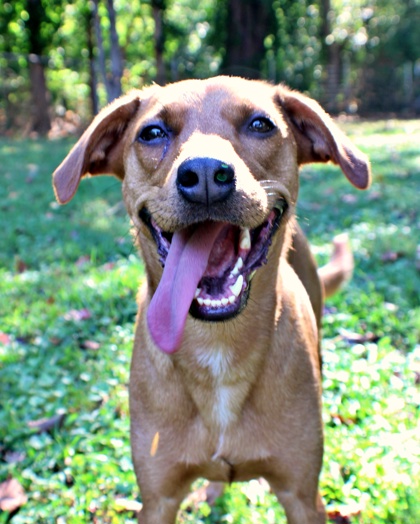 Sophie at Wright-Way Rescue