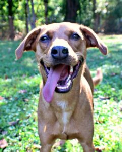 Superfly Honey Pie at Wright-Way Rescue