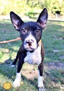 Cookie at Wright-Way Rescue