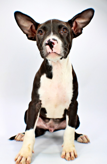Cookie at Wright-Way Rescue