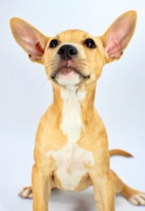Muffin at Wright-Way Rescue