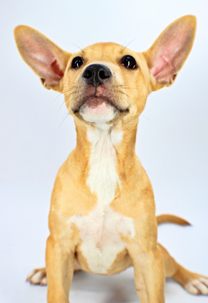 Muffin at Wright-Way Rescue