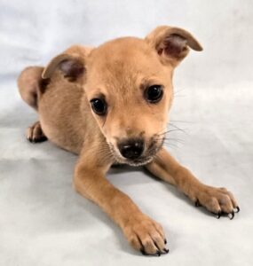 Clifford at Wright-Way Rescue