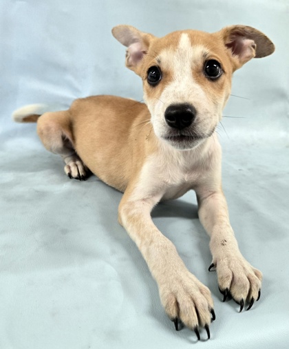 Copper at Wright-Way Rescue