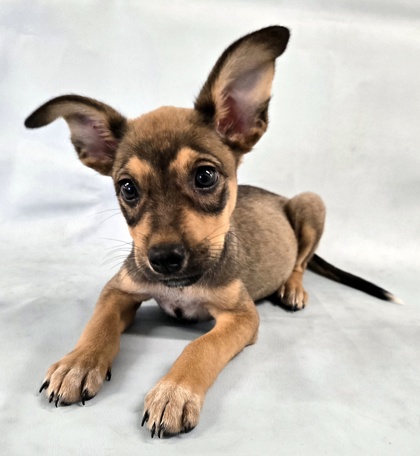Ember at Wright-Way Rescue