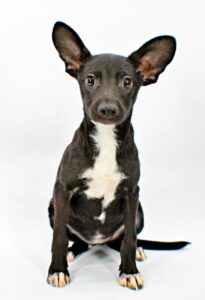 Isabelle at Wright-Way Rescue
