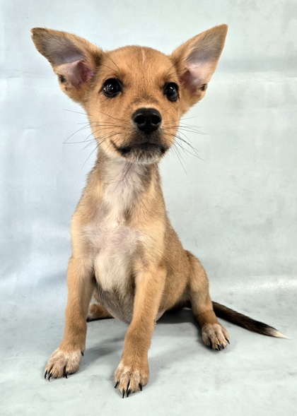 Rosie at Wright-Way Rescue
