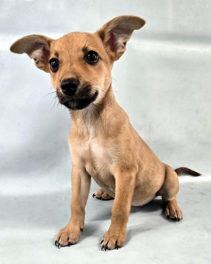 Ruby at Wright-Way Rescue