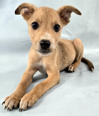 Rusty at Wright-Way Rescue