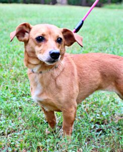 Peach at Wright-Way Rescue