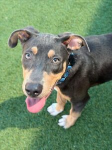 Archie at Wright-Way Rescue