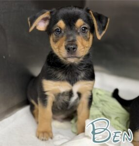 Ben at Wright-Way Rescue