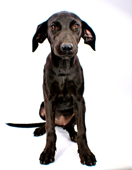Ellie at Wright-Way Rescue