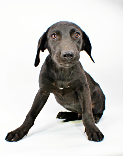 Elmer at Wright-Way Rescue