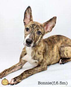 Bonnie at Wright-Way Rescue