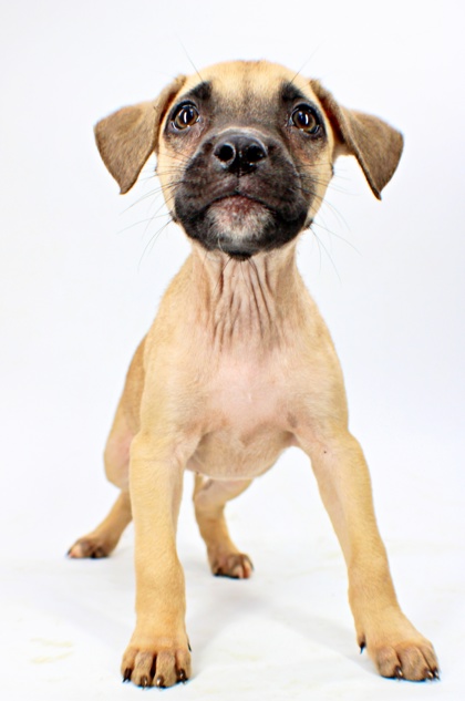 Samba at Wright-Way Rescue