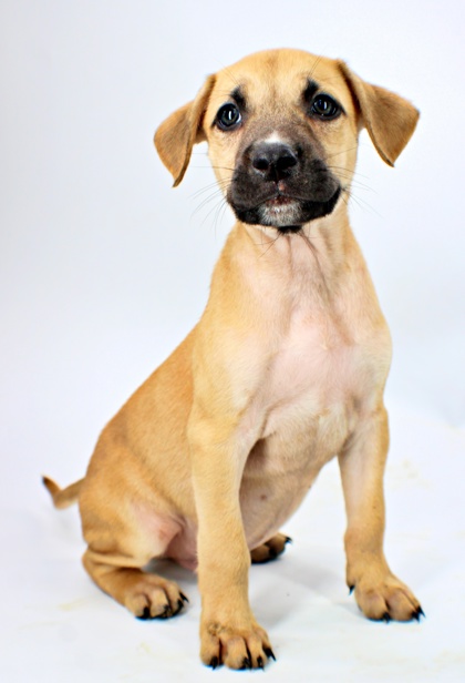 Waltz at Wright-Way Rescue