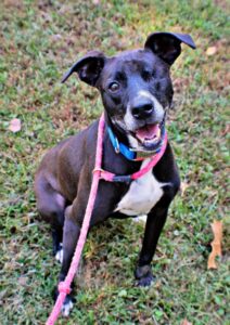 Loki at Wright-Way Rescue