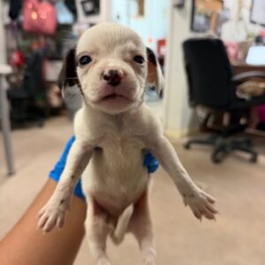 Squirt at Wright-Way Rescue