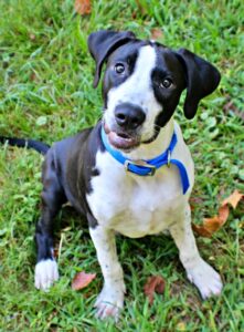Pebbles at Wright-Way Rescue