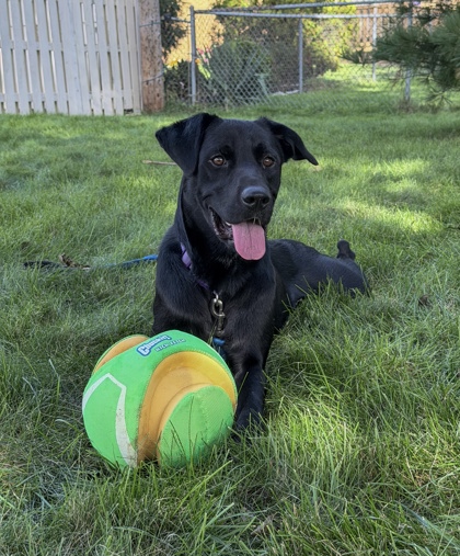 Jet at Wright-Way Rescue