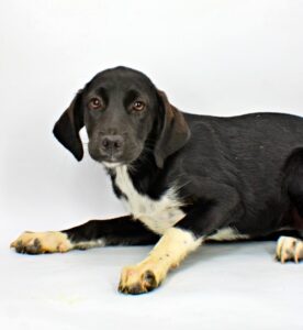 Kuromi at Wright-Way Rescue