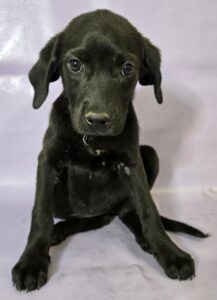 Skye at Wright-Way Rescue