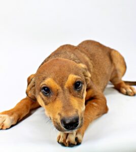 Werner at Wright-Way Rescue