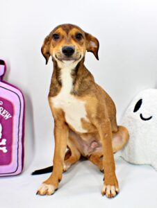Werner at Wright-Way Rescue