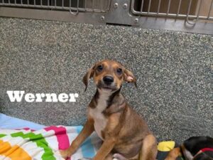 Werner at Wright-Way Rescue