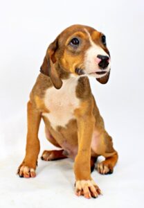 Wolfgang at Wright-Way Rescue