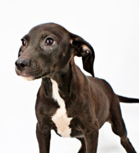 Wyatt at Wright-Way Rescue