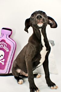 Wyatt at Wright-Way Rescue