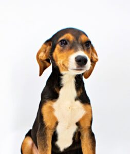 Wynn at Wright-Way Rescue