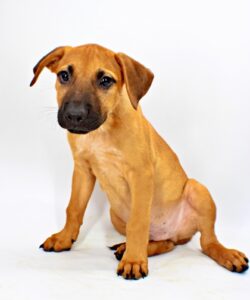 Tango at Wright-Way Rescue