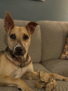 Lia at Wright-Way Rescue