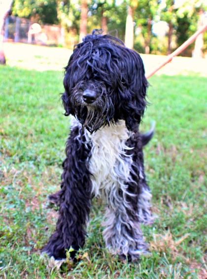 Zoovie at Wright-Way Rescue
