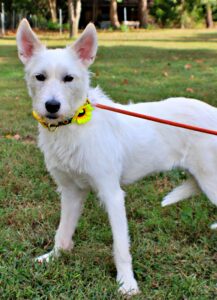 Piper at Wright-Way Rescue