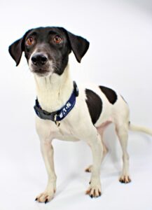 Honey Bear at Wright-Way Rescue