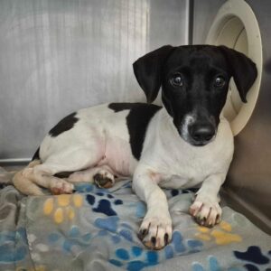 Honey Bear at Wright-Way Rescue
