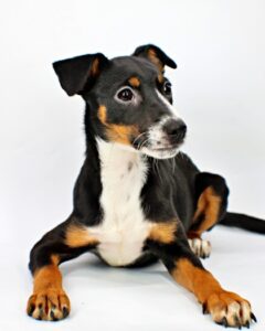 Kimmy at Wright-Way Rescue
