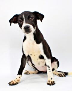 Lovey at Wright-Way Rescue