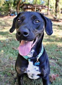 Ryder at Wright-Way Rescue