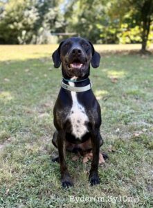 Ryder at Wright-Way Rescue
