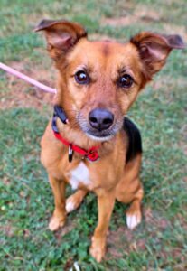 Penny at Wright-Way Rescue