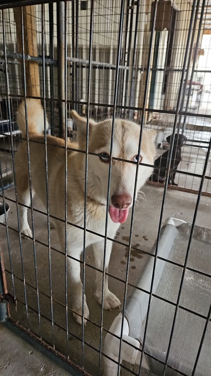 Sophie at Wright-Way Rescue