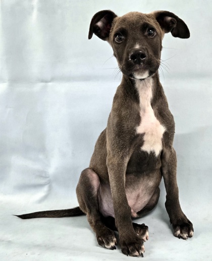 Bamm Bamm at Wright-Way Rescue
